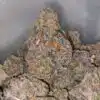 Purple Biscotti * Deal Of The Day *