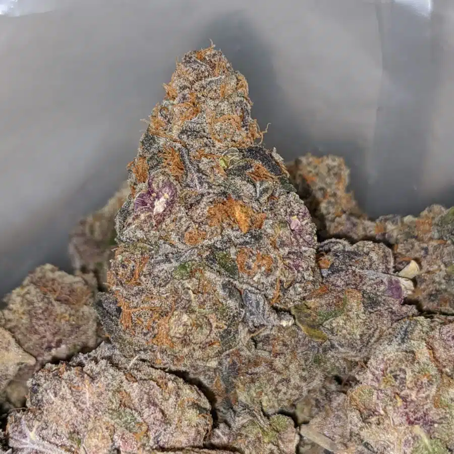 WhatsApp Image 2022 09 02 at 2.46.22 PM I Purple Biscotti * Deal Of The Day *