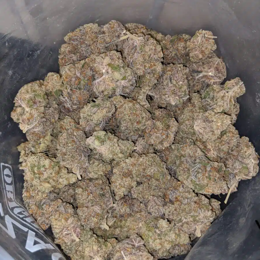 WhatsApp Image 2022 09 02 at 2.46.23 PM 1 I Purple Biscotti * Deal Of The Day *