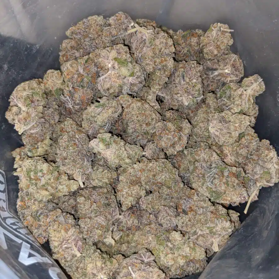 WhatsApp Image 2022 09 02 at 2.46.23 PM I Purple Biscotti * Deal Of The Day *