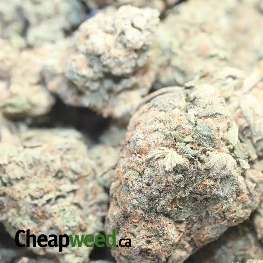 YODA OG BS 1 I Yoda OG Bulk Special