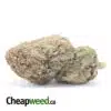 Yoda OG Bulk Special