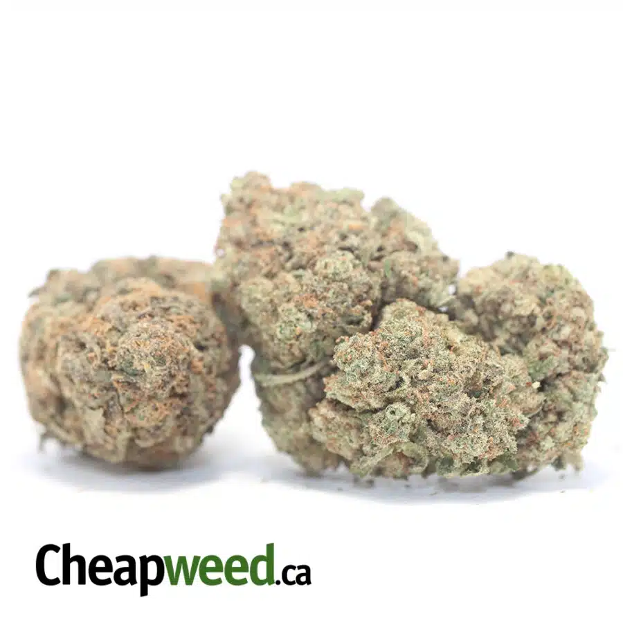 Alternative view of Yoda OG Bulk Special