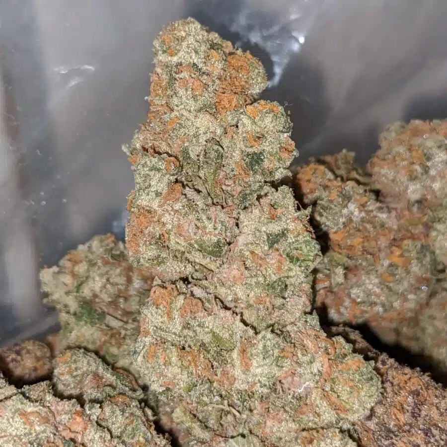 aaa mixed blue strain 2 I AAA- Mixed Blue Strain