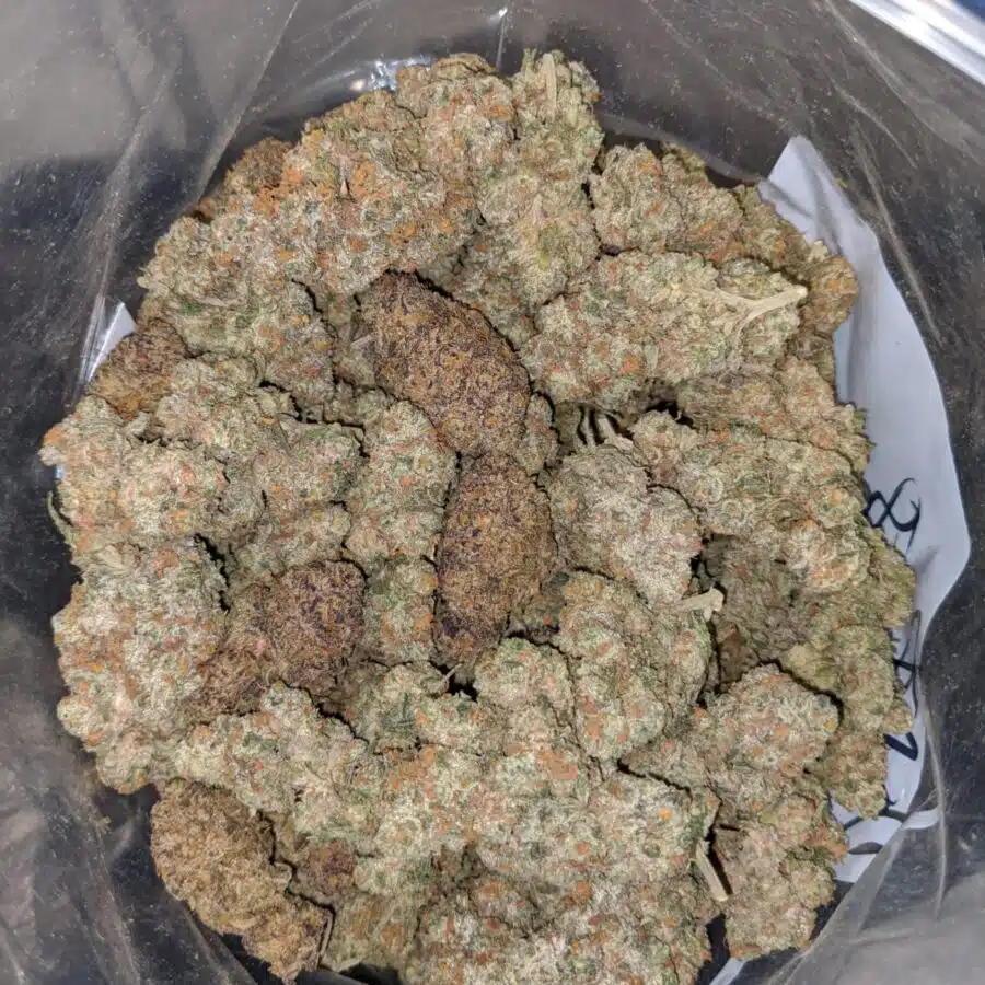 aaa mixed blue strain 3 I AAA- Mixed Blue Strain