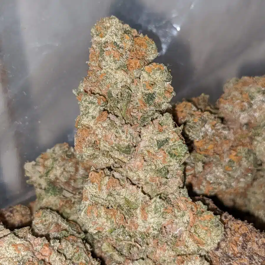 aaa mixed blue strain 4 I AAA- Mixed Blue Strain