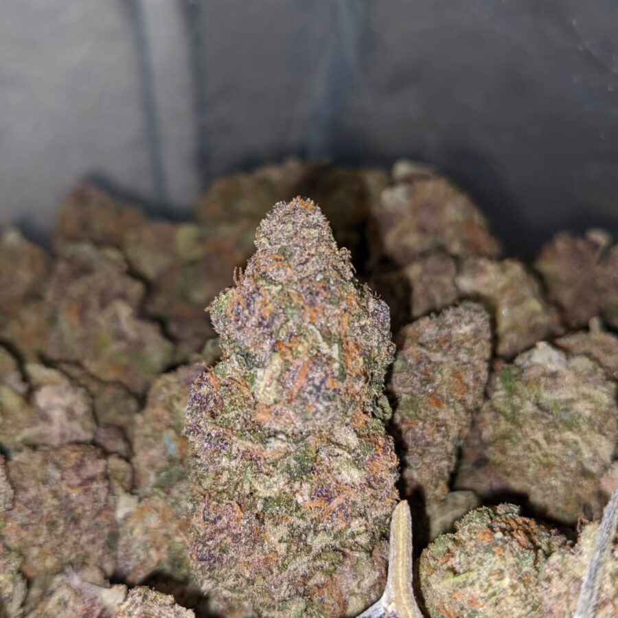 bleu cheese 3 I Blue Cheese