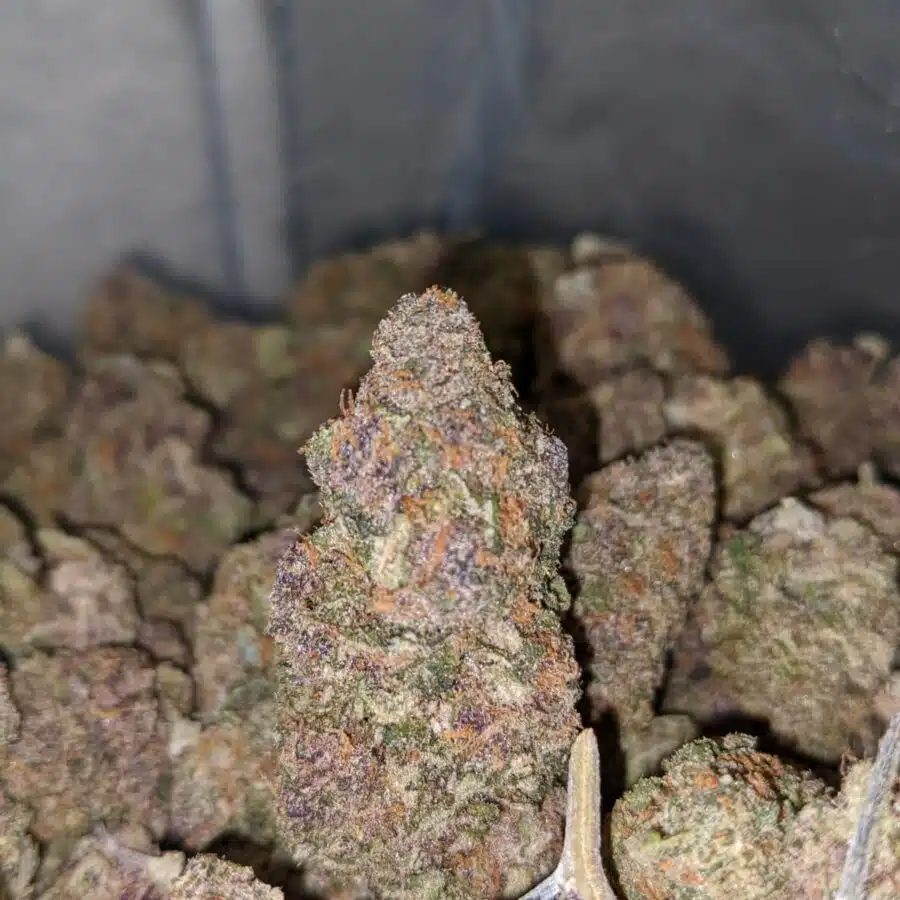 Alternative view of Blue Cheese