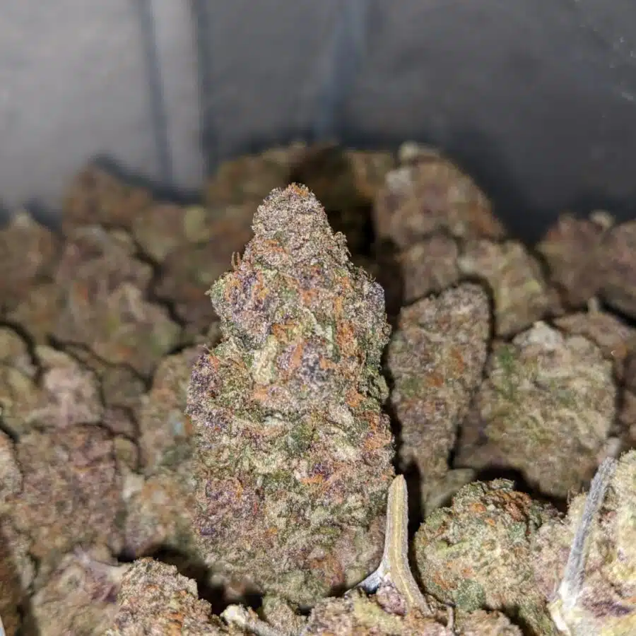 bleu cheese 4 I Blue Cheese
