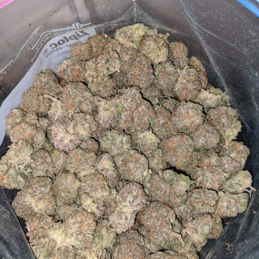 blueberry wreck dod 3 I Blueberry Wreck - *Deal Of The Day*