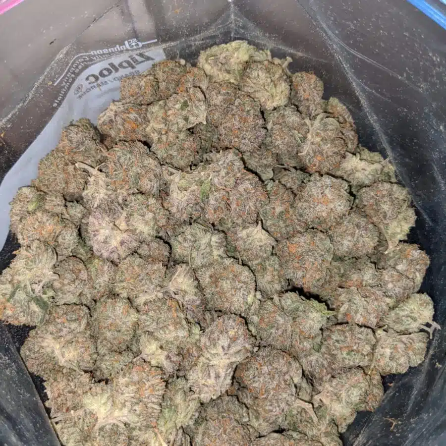 blueberry wreck dod 3 I Blueberry Wreck - *Deal Of The Day*