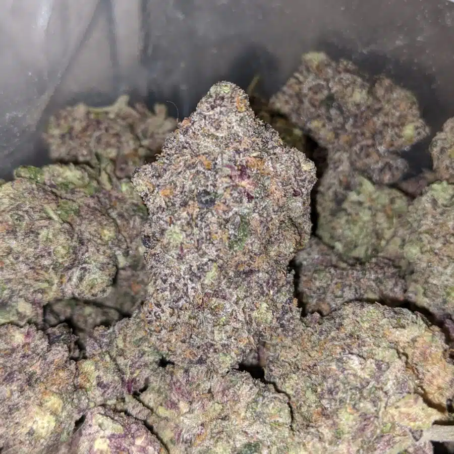 dark magacian 3 I Dark Magician - Oz Only