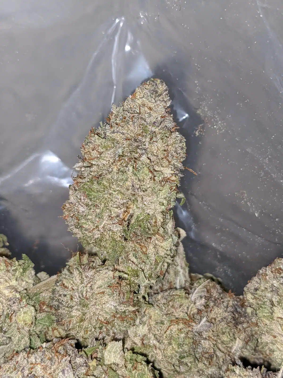 Frosted Flakes - Image 5