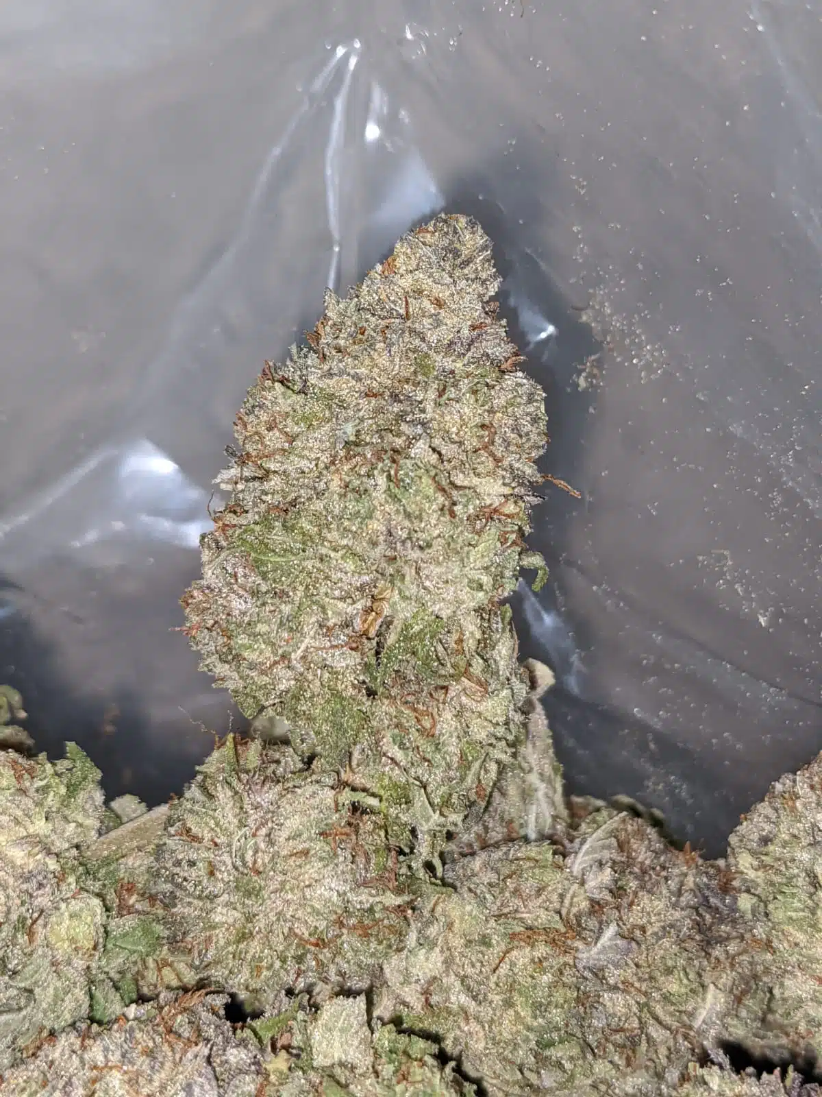 Frosted Flakes - Image 4