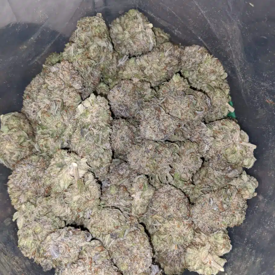 frosted flakes 3 I Frosted Flakes