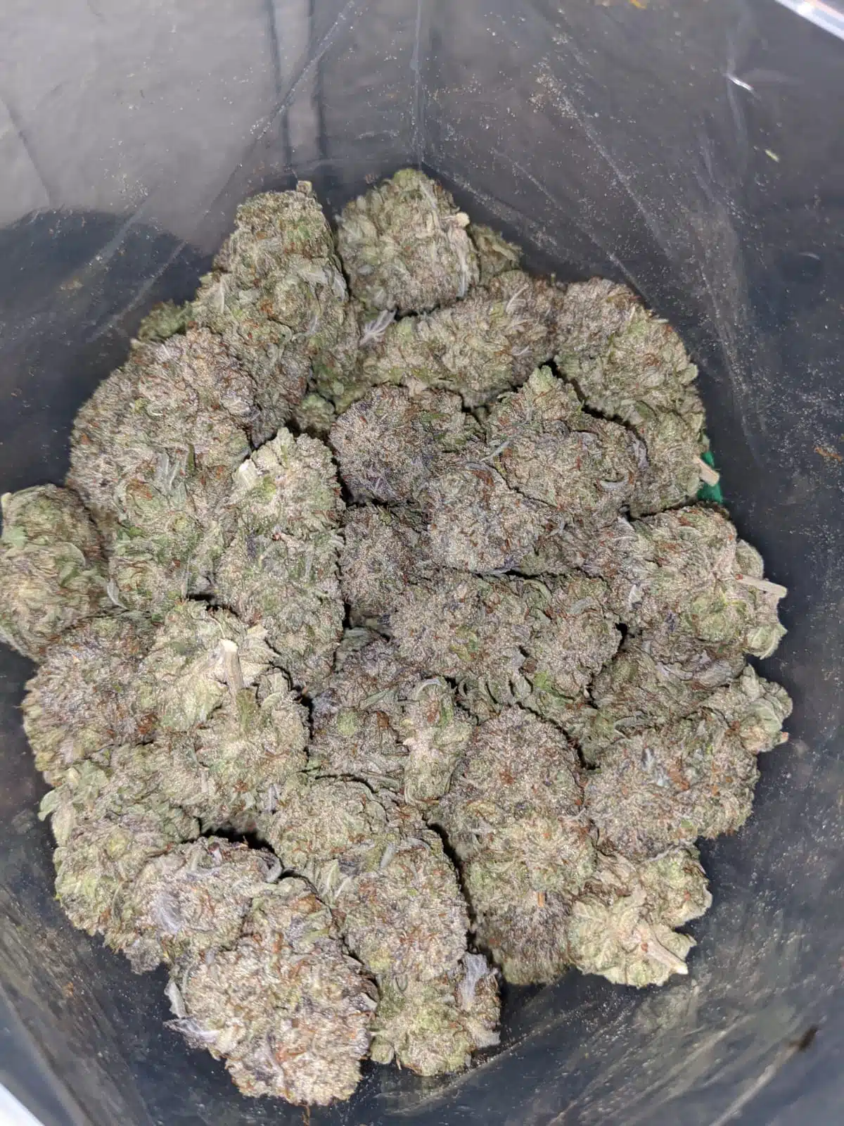 Frosted Flakes - Image 7