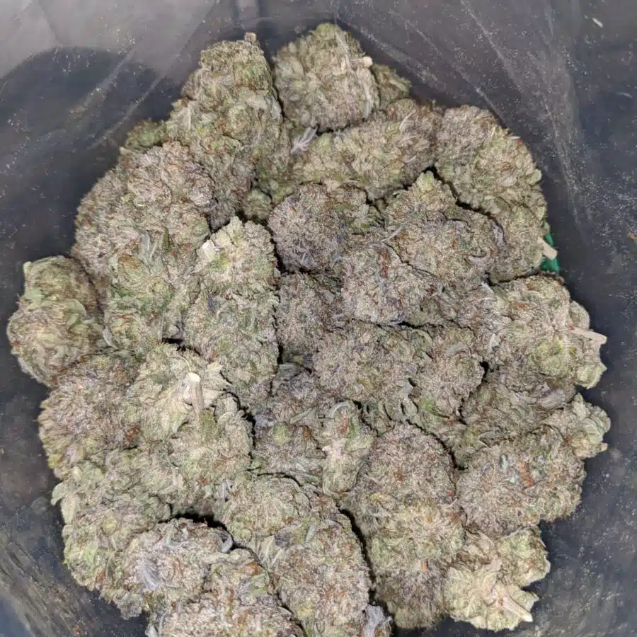 frosted flakes 4 I Frosted Flakes
