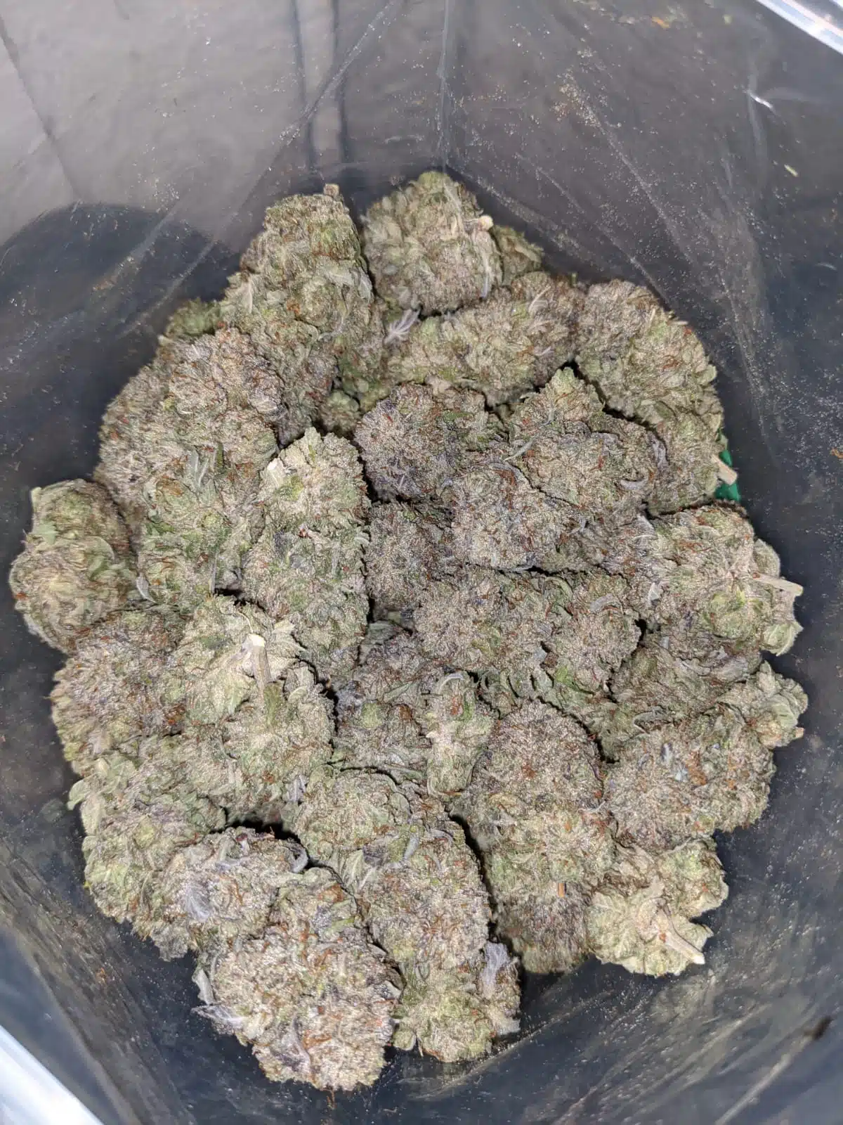 Frosted Flakes - Image 6