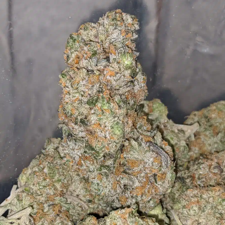 golden goat aaa 1 I $71 - Golden Goat