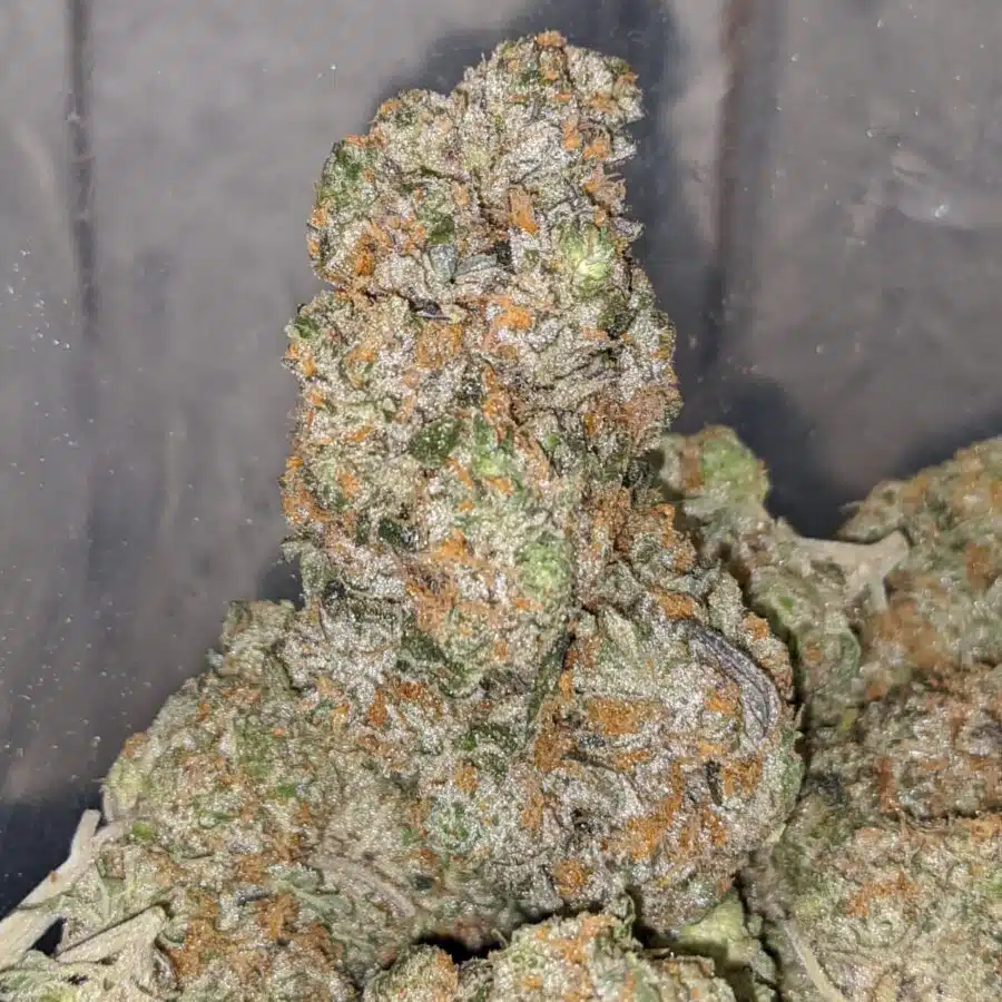 golden goat aaa 2 I $71 - Golden Goat