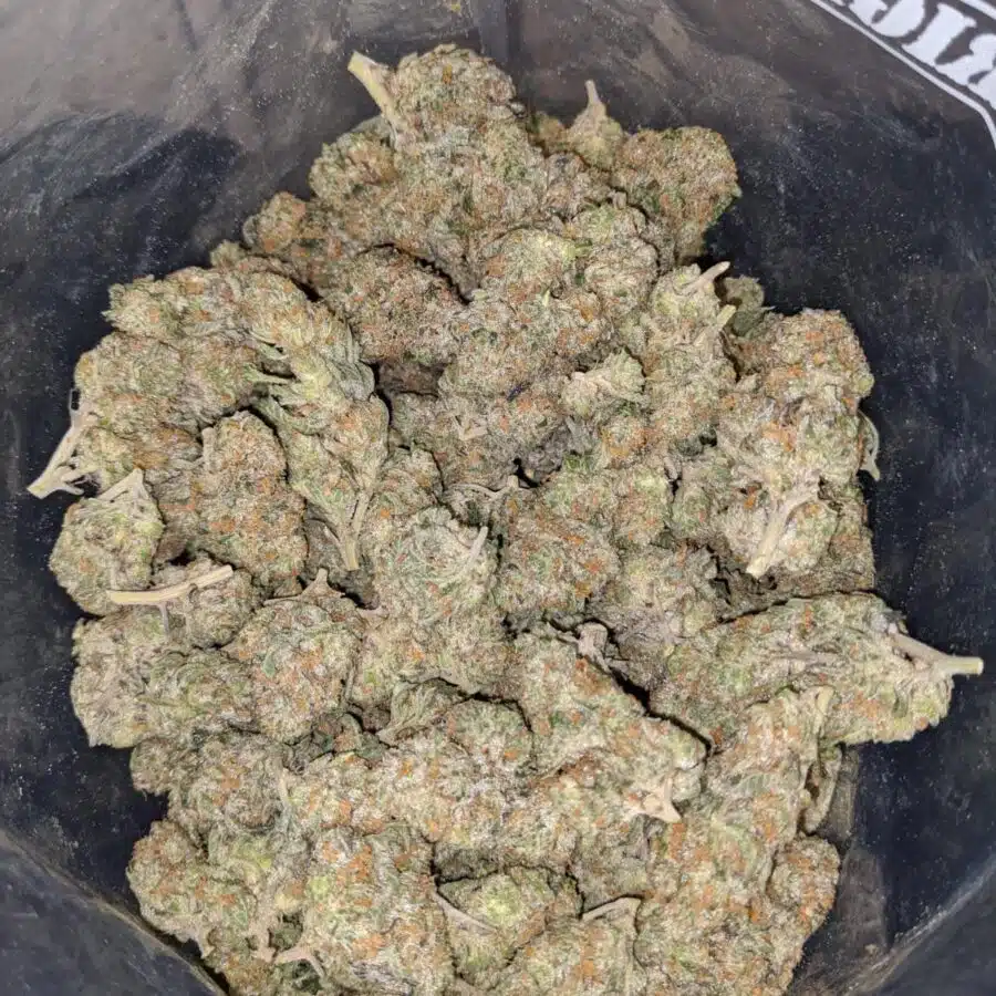 $71 - Golden Goat