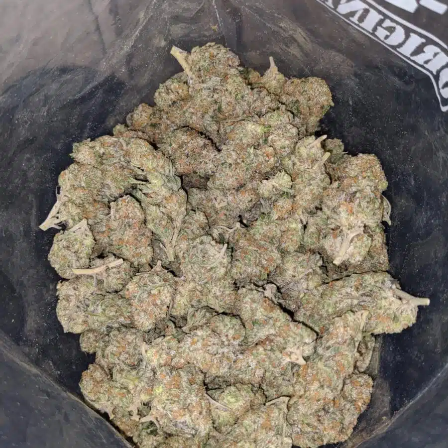 golden goat aaa 4 I $71 - Golden Goat