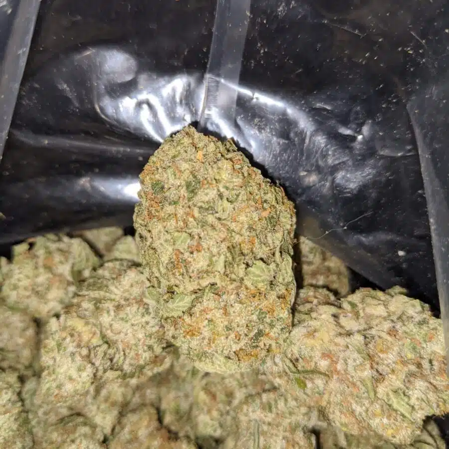 ice kush aaa 1 rotated I Ice Kush AAA
