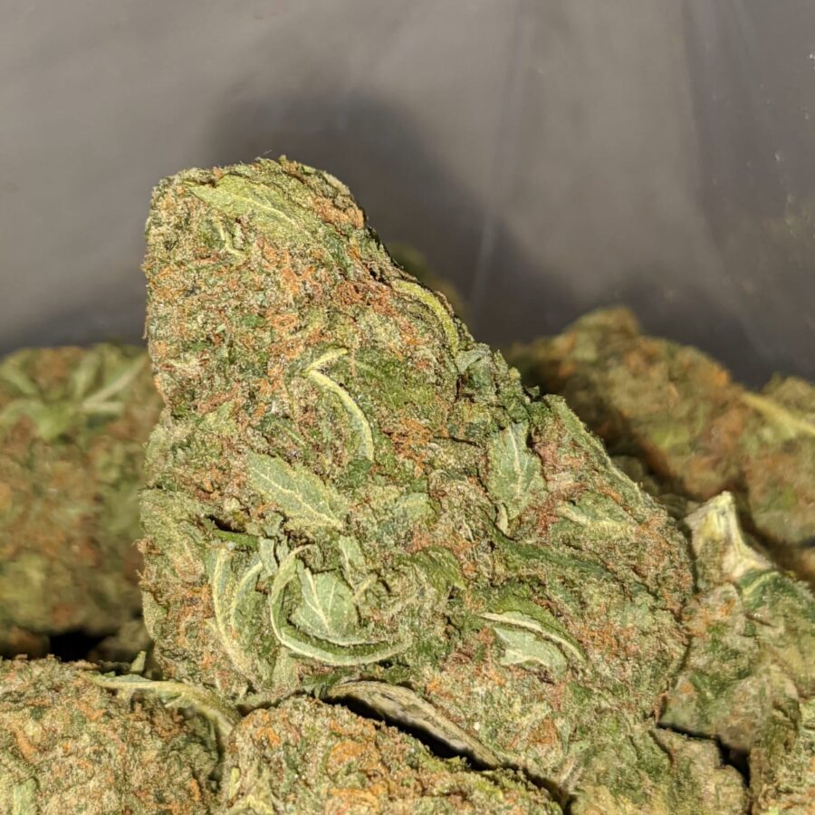 jack herer bulk special 1 1 I Jack Herer Bulk Special