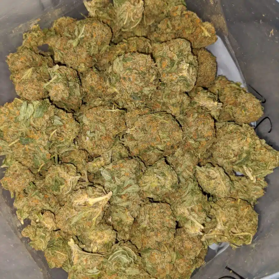 jack herer bulk special 2 1 I Jack Herer Bulk Special