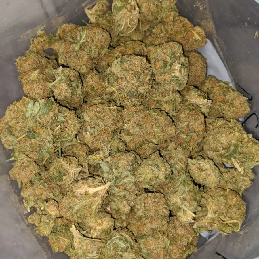 jack herer bulk special 3 1 I Jack Herer Bulk Special
