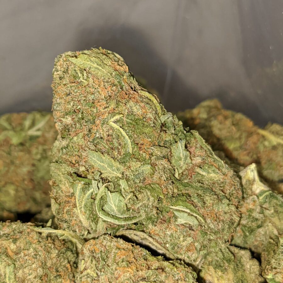 jack herer bulk special 4 1 I Jack Herer Bulk Special