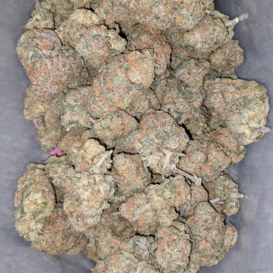 moby dick 3 I Moby Dick