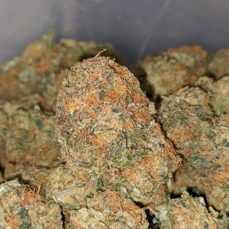 orange kush dod 1 I Orange Candy Smalls