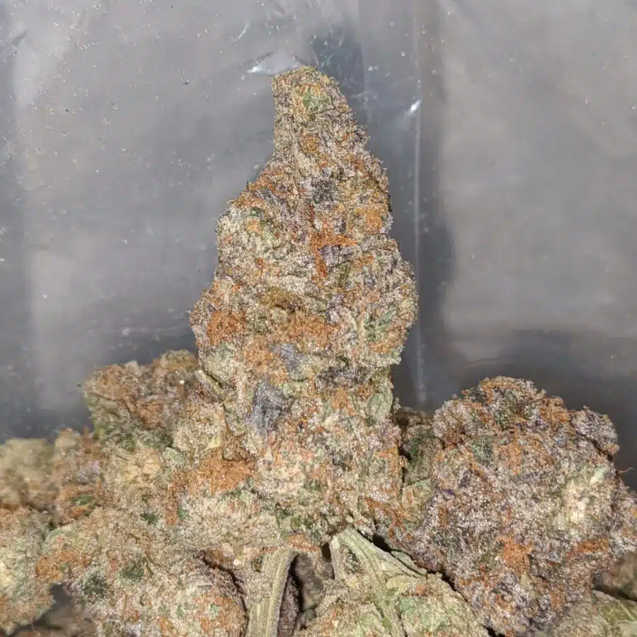 orange skittlez 1 I Orange Zkittlez AAA