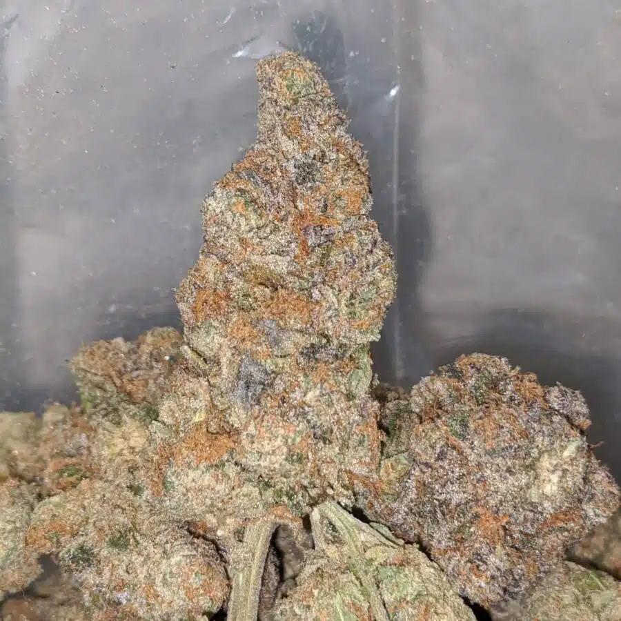 orange skittlez 2 I Orange Zkittlez AAA