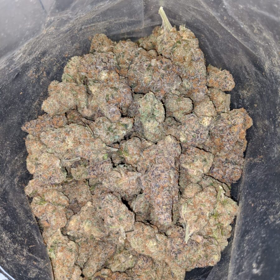 orange skittlez 3 I Orange Zkittlez AAA