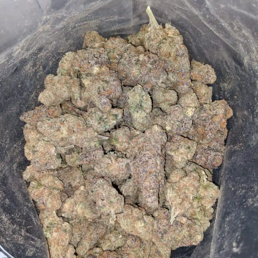 Alternative view of Orange Zkittlez AAA