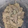 Orange Zkittlez AAA