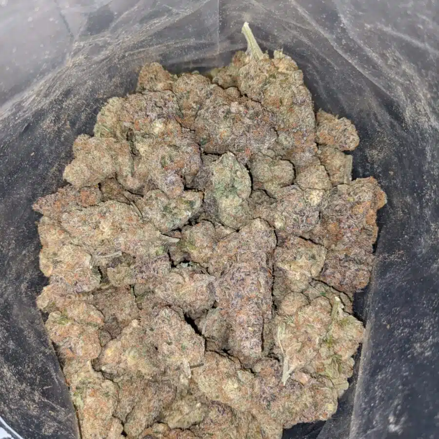 Orange Zkittlez AAA