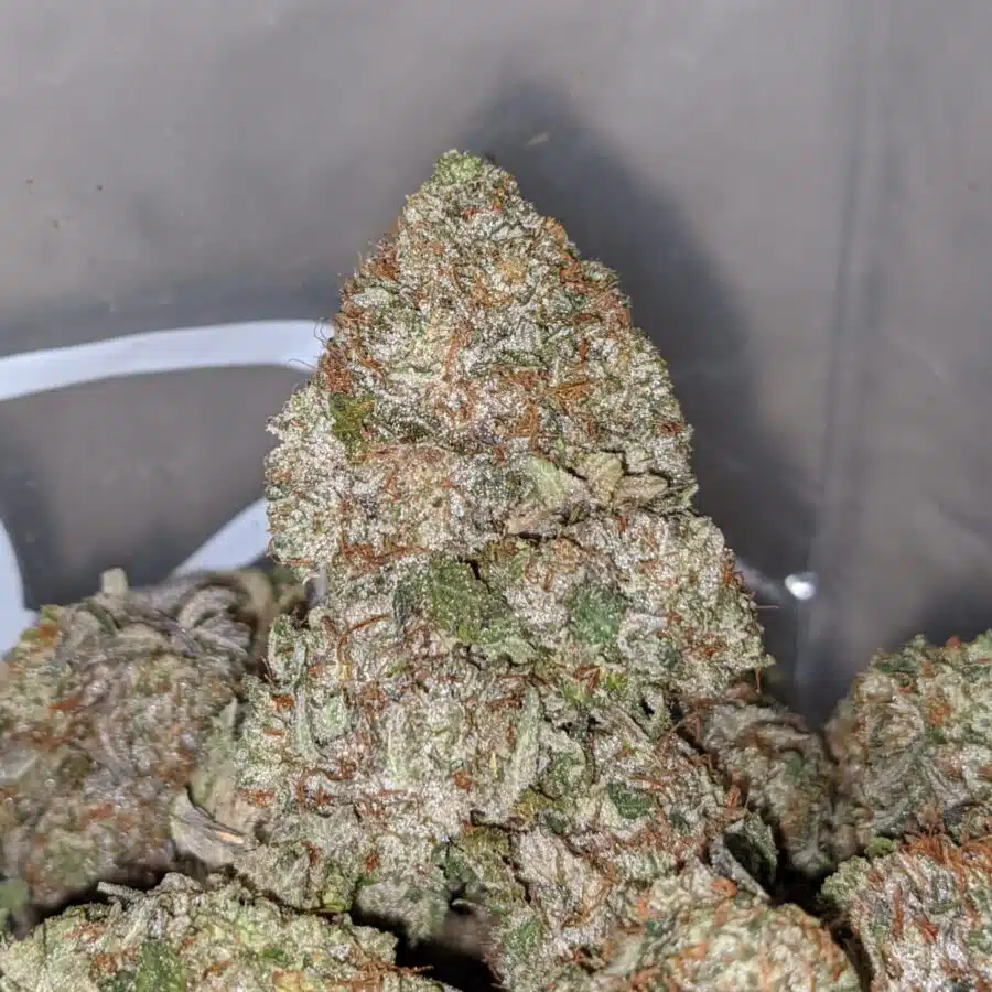 pink bubba dod 1 I Pink Bubba - *Deal of the Day*