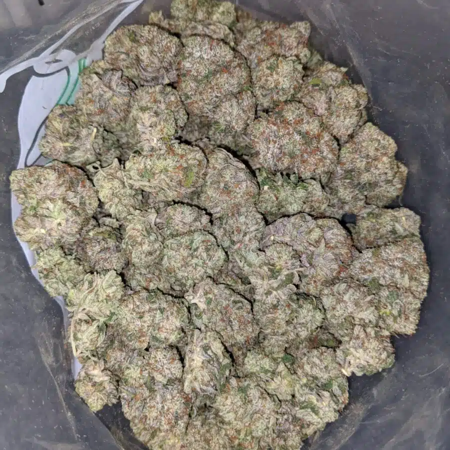 pink bubba dod 4 I Pink Bubba - *Deal of the Day*