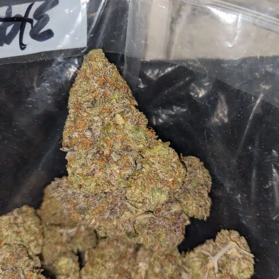 pink bubblegum dod 1 I Pink Bubblegum - *Deal Of The Day*