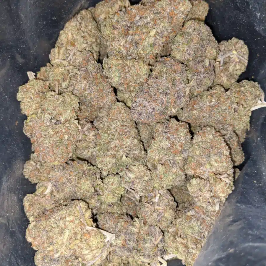 pink bubblegum dod 2 I Pink Bubblegum - *Deal Of The Day*