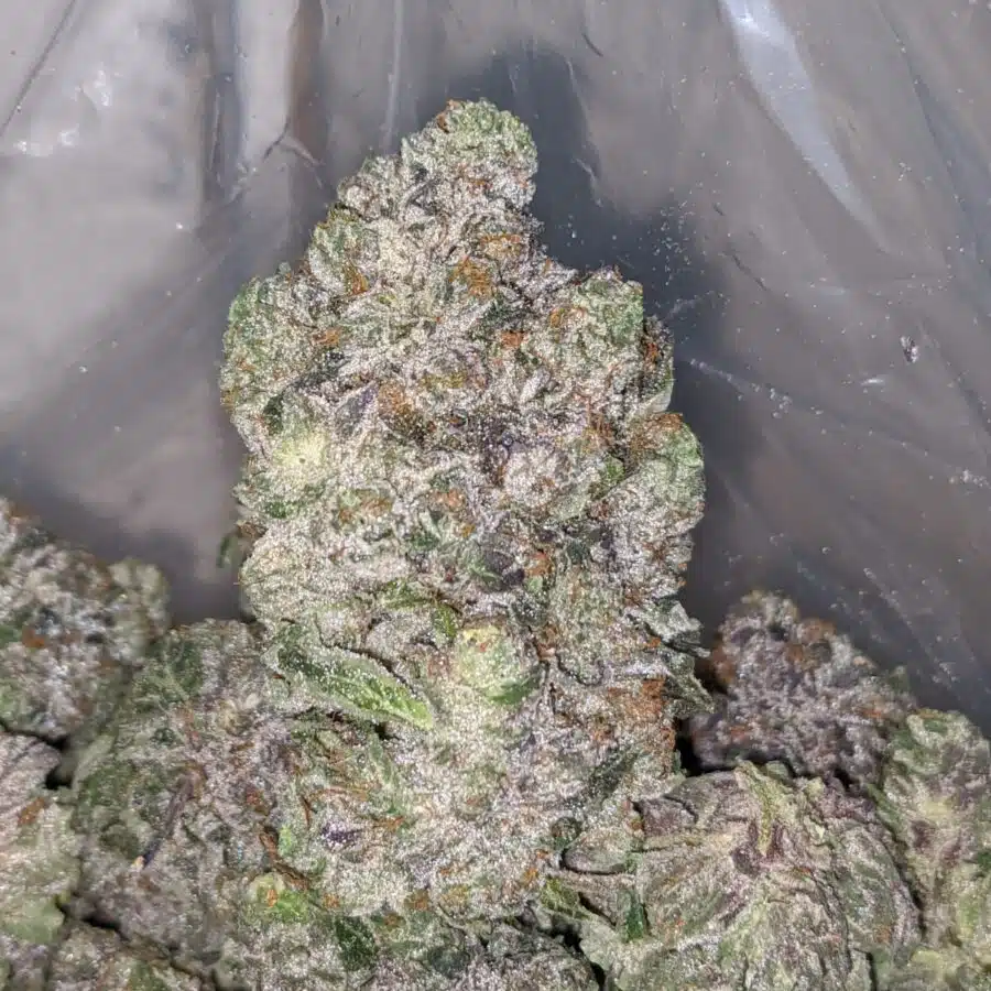 pink gorilla aaaa 1 I Pink Gorilla AAAA+