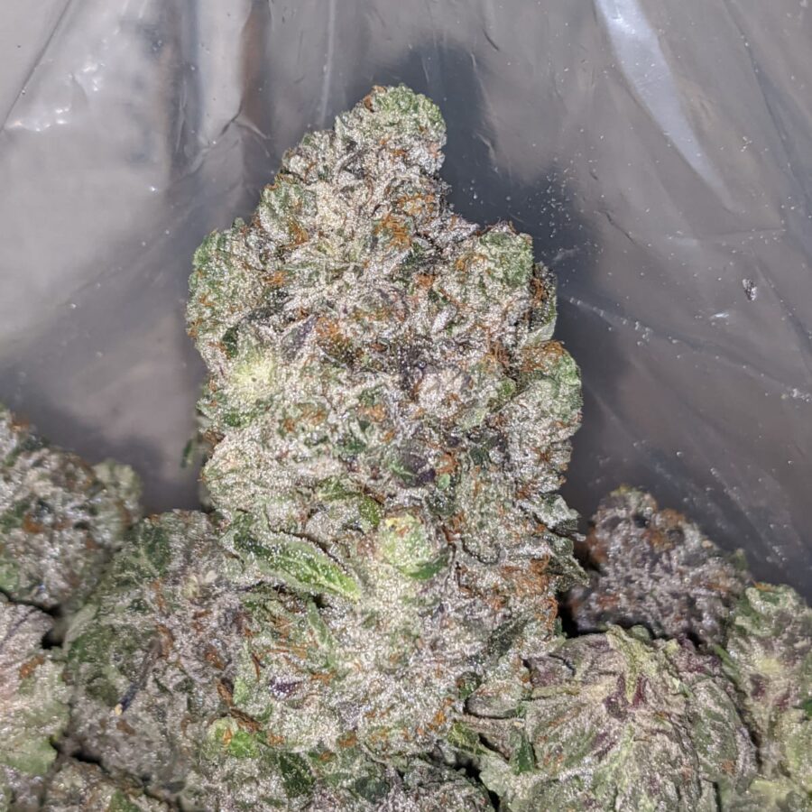 Pink Gorilla AAAA+ - Image 4