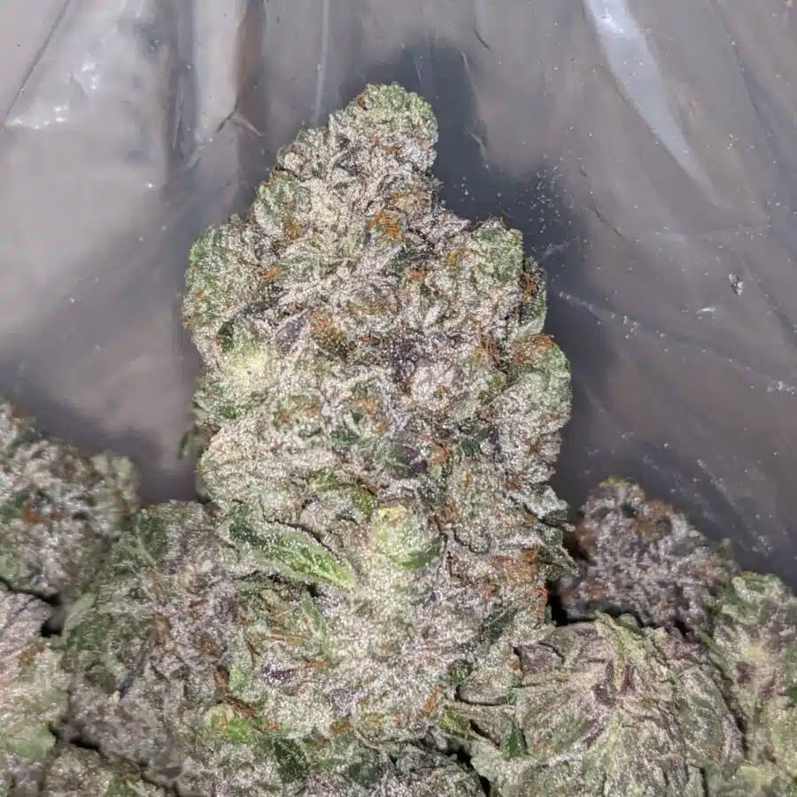 pink gorilla aaaa 2 I Pink Gorilla AAAA+