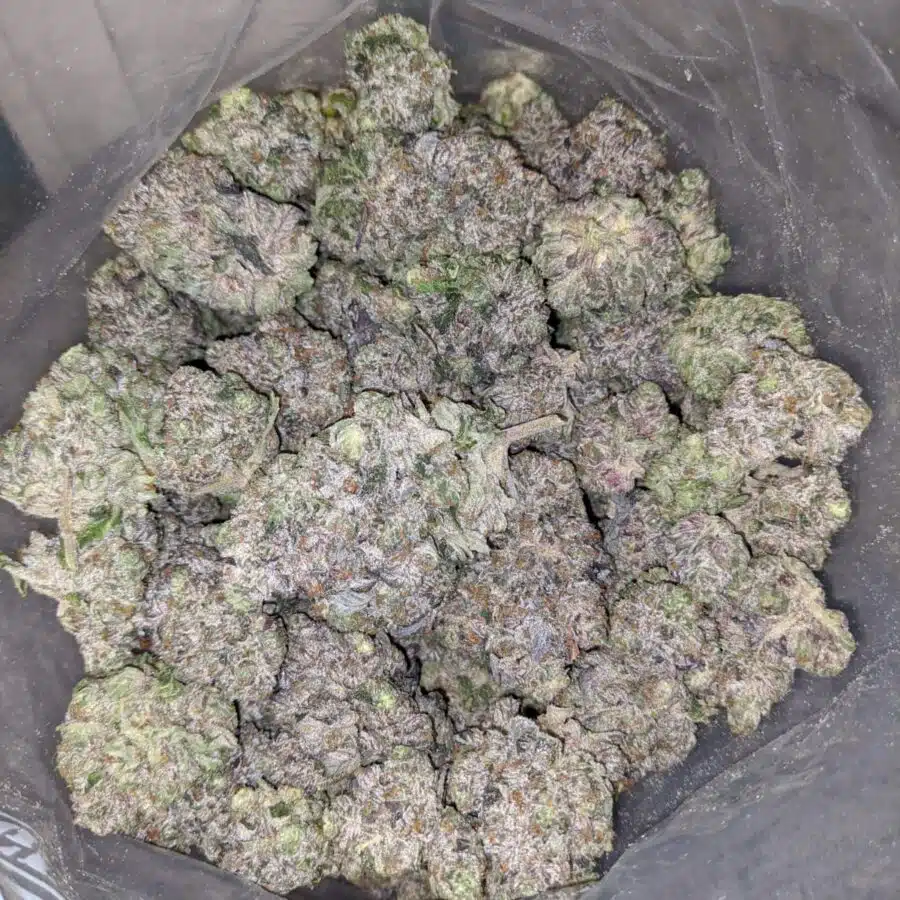 pink gorilla aaaa 3 I Pink Gorilla AAAA+