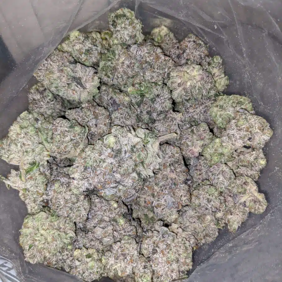 pink gorilla aaaa 4 I Pink Gorilla AAAA+