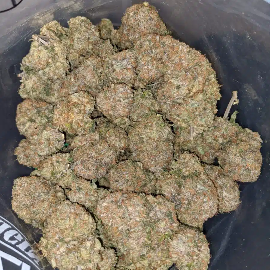pink tar aaa 2 I Pink Tar AAA