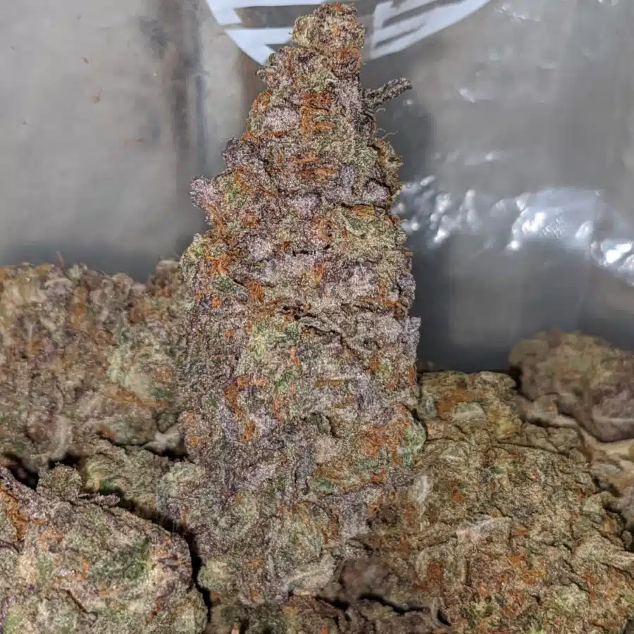 purple comet 1 I Purple Comet